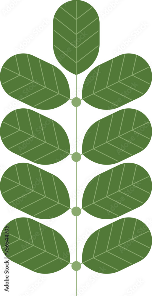 moringa green leaf isolated on white