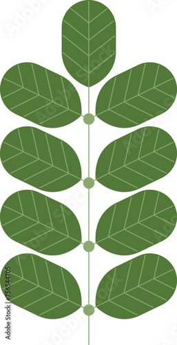 moringa green leaf isolated on white