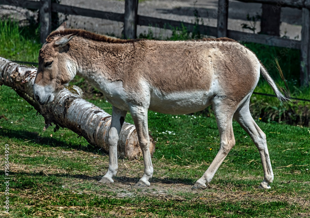 Kulan walking in its enclosure. Latin name - Equus hemionus. Also known ...