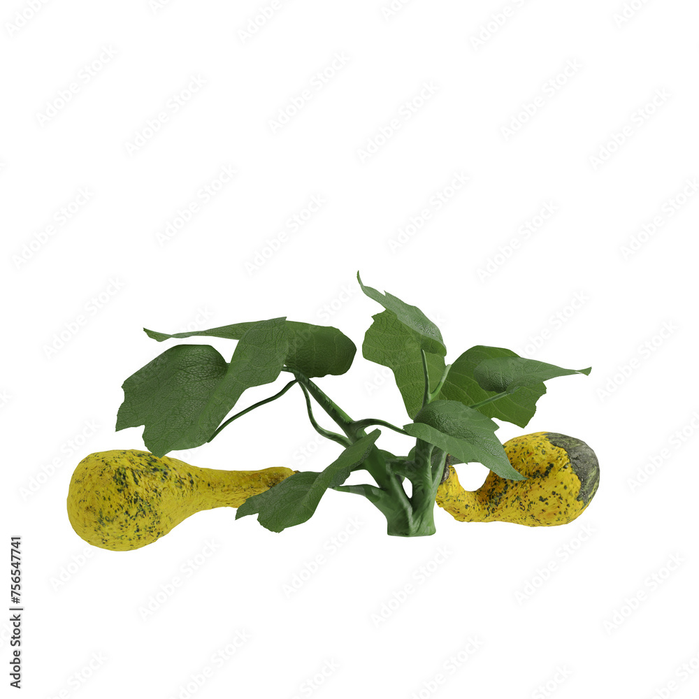 Obraz premium pumpkin isolated on white background