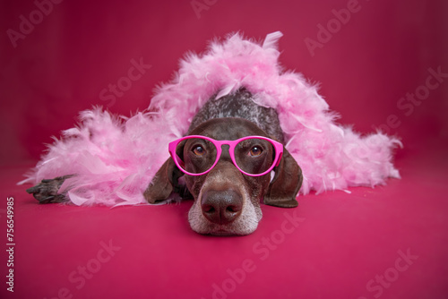 Close-up of a german shorthaired pointer wearing glasses and a pink feather boa lying on the floor photo