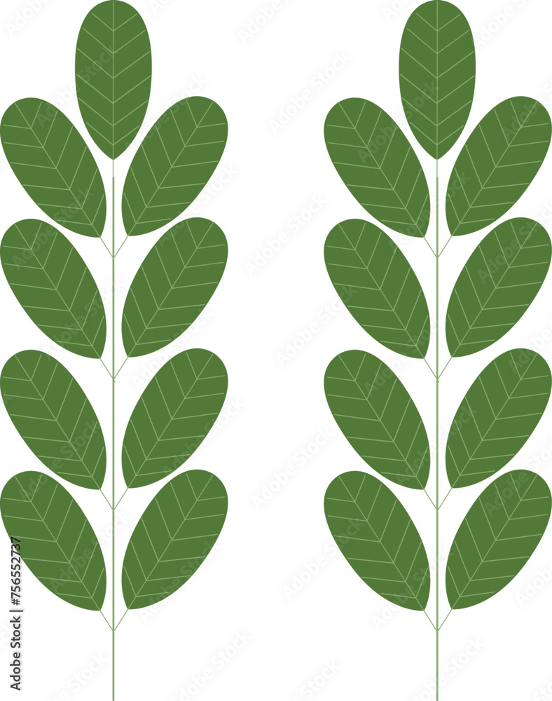moringa leaf superfood isolated white background