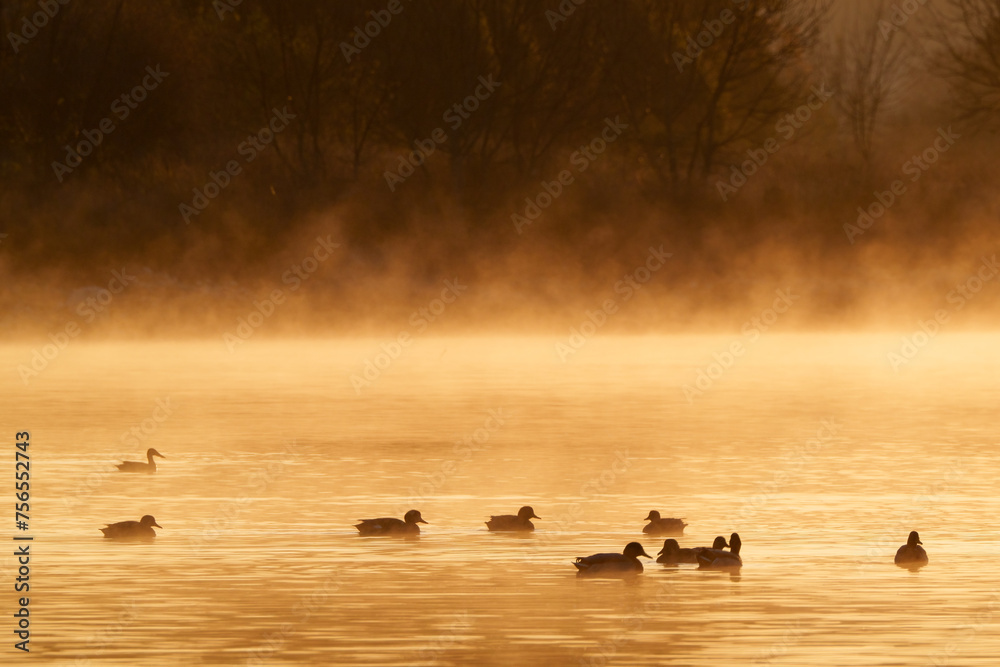 ducks on the lake on sunrise ducks on the lake on sunrise