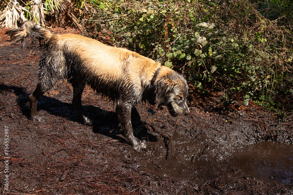 Dirty and wet golden retriever standing on banks of a muddy river, Florida, USA Dirty and wet golden retriever standing on banks of a muddy river, Florida, USA