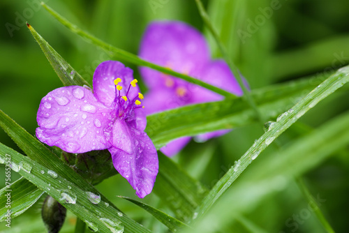 Violet spiderwort, Tradescantia virginiana close up. Blurred background. photo