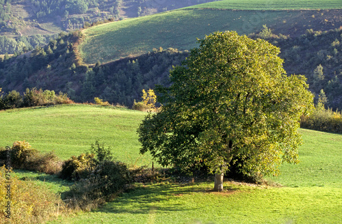 Fototapeta Naklejka Na Ścianę i Meble -  Juglans regia, Noyer, noix