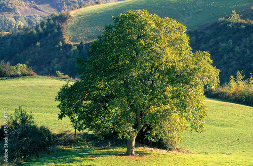 Fototapeta Naklejka Na Ścianę i Meble -  Juglans regia, Noyer, noix