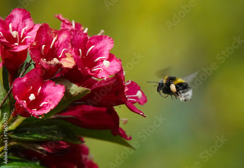 A buff-tailed bumblebee in flight approaching a flower in a garden. 