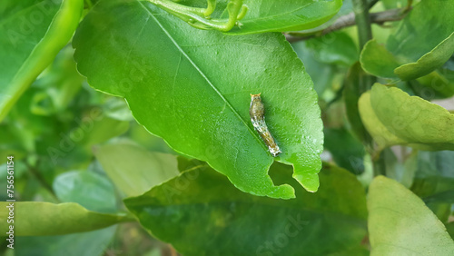 Swallowtail Caterpillar on green leaf