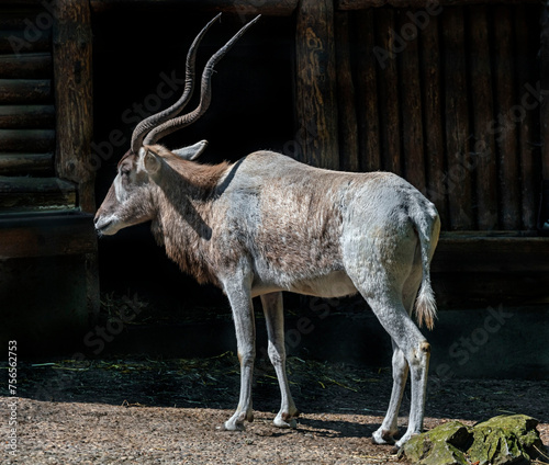 Addax antelope near the shed.  Latin name - Addax nasomaculatus photo