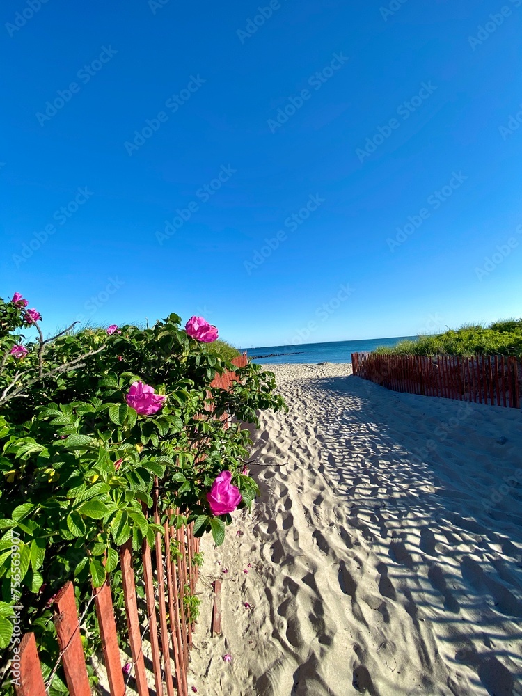 beach rose view