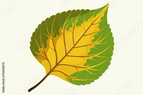 aspen leaf vector illustration 
