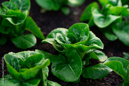 A bunch of green lettuce plants are growing in a garden. The plants are small and leafy  with some of them appearing to be drooping