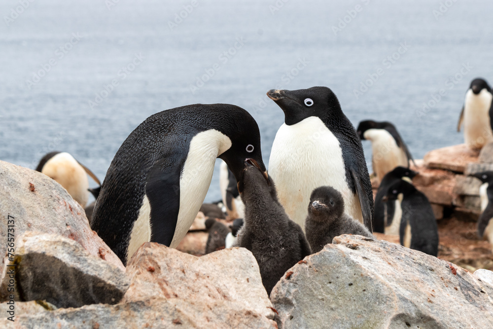 Naklejka premium Couple de manchots d'Adélie nourrissant un petit en Antarctique Janvier 2024
