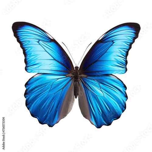 Beautiful blue butterfly isolated on transparent background