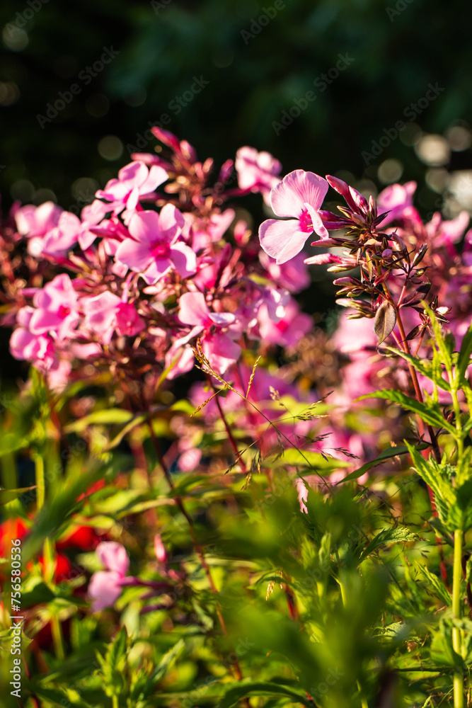 Pink phlox blooming outdoors against green foliage in summer