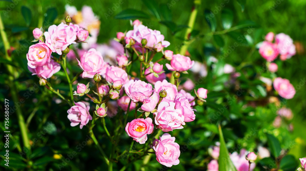 Beautiful blooming soft pink bush rose against a background of green foliage Beautiful blooming soft pink bush rose against a background of green foliage