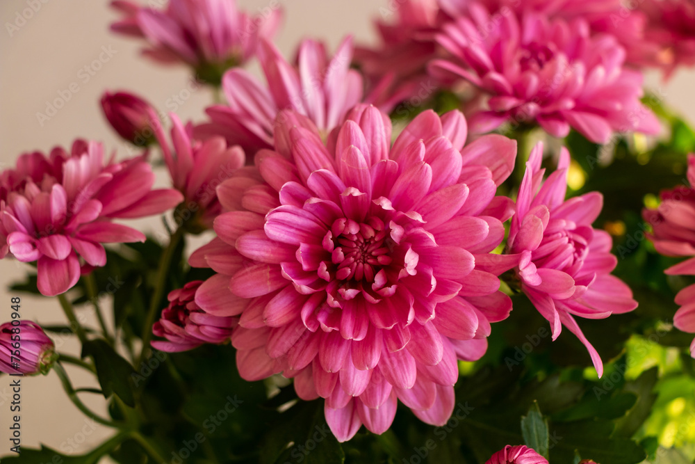 A large beautiful bouquet of pink and purple chrysanthemums blooms in a vase against a white wall A large beautiful bouquet of pink and purple chrysanthemums blooms in a vase against a white wall