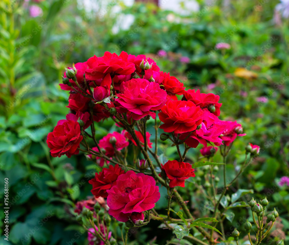 Beautiful blooming red bush rose against a background of green foliage