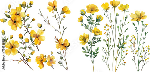 Watercolor painting set of yellow wild flowers branches