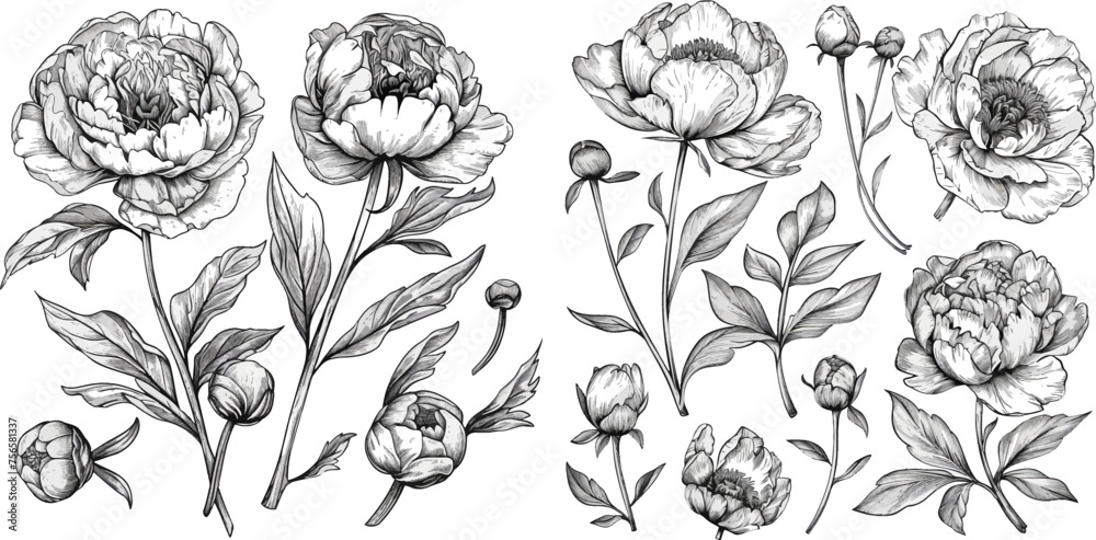 vector floral set with peonies and leaves