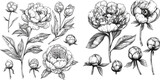 Flower buds. Linear vintage graphics