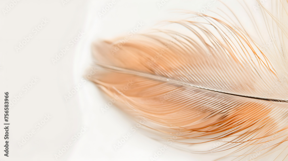 beautiful feathers beautiful feathers