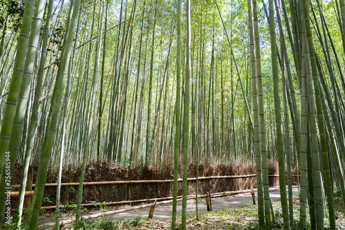 Bamboo forest in Arashiyama in Kyoto, Japan