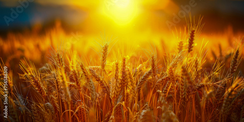 A tranquil scene of a golden wheat field bathed in the warm glow of sunset  with ripe ears of wheat and a vibrant sky above