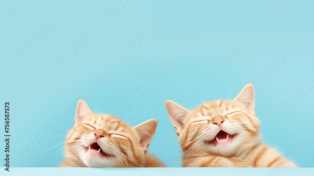 Happy kittens sleeping on blue background