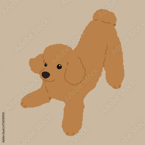 Simple and cute playful brown Poodle illustration flat colored