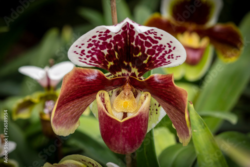 Detailed picture of the Paphiopedilum orchid, Lady Slipper orchid photo