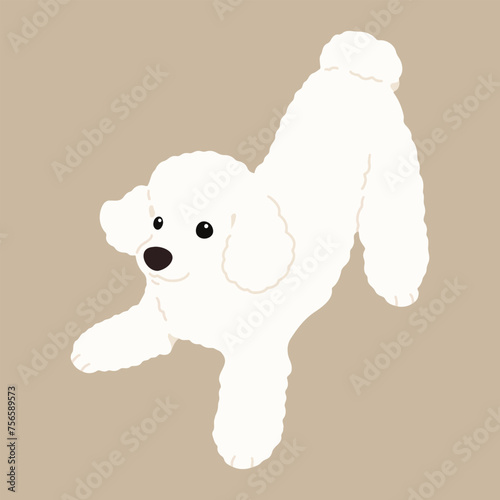 Simple and cute playful white Poodle illustration flat colored