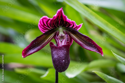 Detailed photography of the Paphiopedilum maudiae orchid the purple/red type. photo