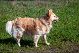 small cross-breed domestic companion dog