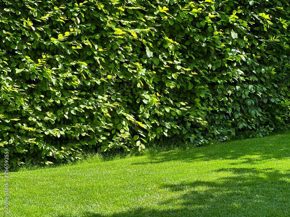 Green leaves of deciduous trees in the park. Green leaves of deciduous trees in the park.