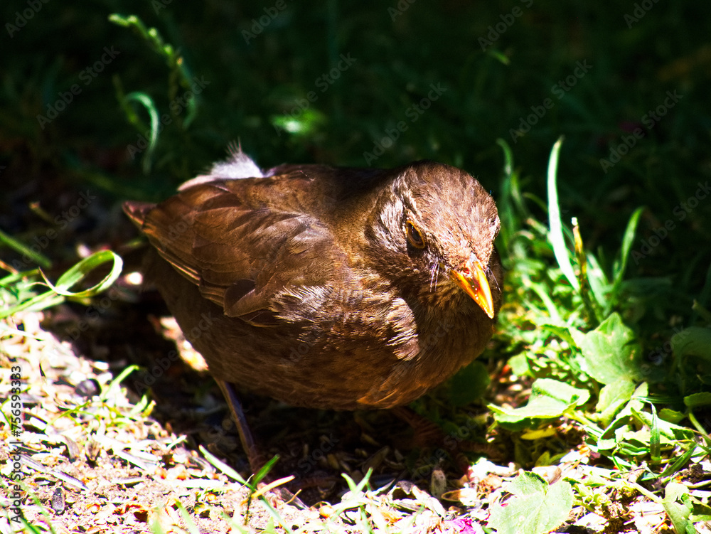 Obraz premium Junge Amsel