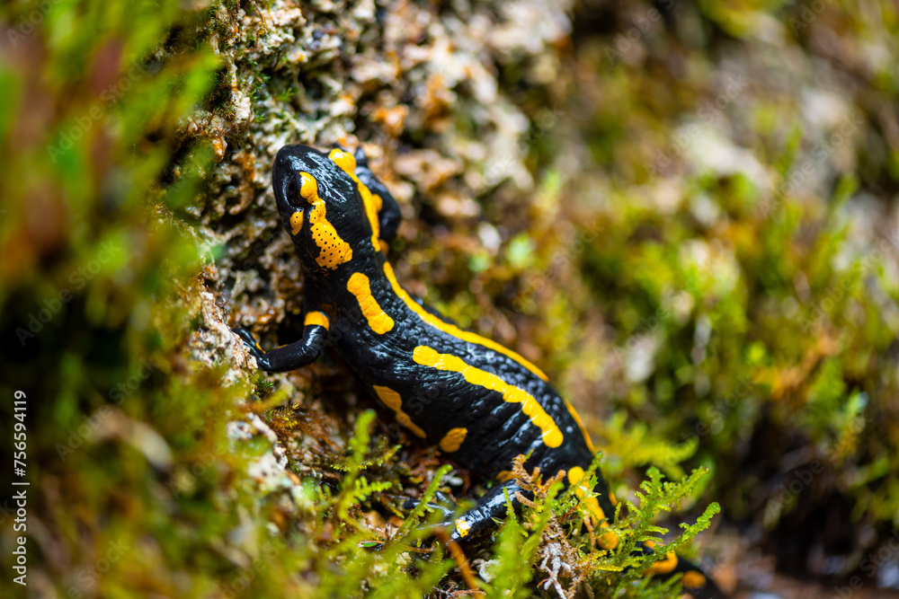 Fire salamander (Salamandra salamandra) is a well known salamander species. Macro close up of black and yellow amphibian climbing in a creek near “Urbacher Wasserfall“ cascade on a rainy day.