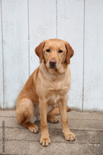 yellow labrador retriever