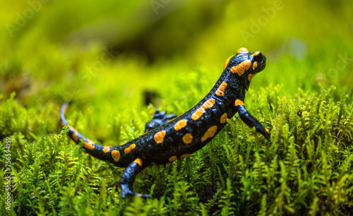 Fire salamander (Salamandra salamandra) is a well known salamander species. Macro close up of black and yellow amphibian in wet green moss near “Urbacher Wasserfall“ cascade in Germany on a rainy day.