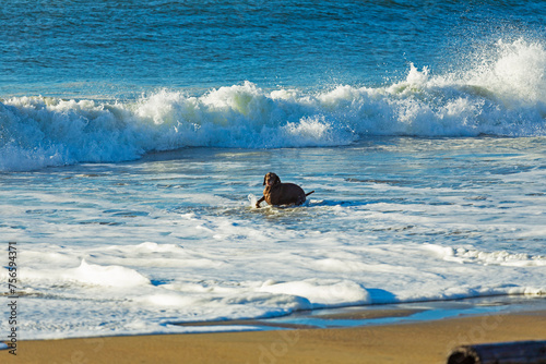 A dog plays with the waves on the ocean shore