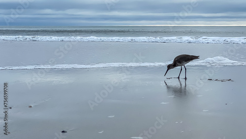 Amelia Island Florida Beach on Gray Cloudy Day with birds