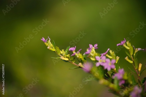 Lythraceae flowers in a sunny meadow