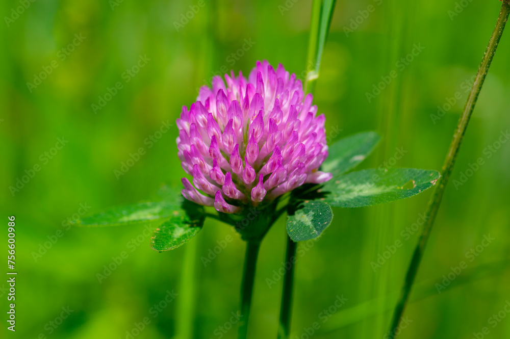Trifolium pratense red clover wild flowering plant, purple meadow flowers in bloom Trifolium pratense red clover wild flowering plant, purple meadow flowers in bloom