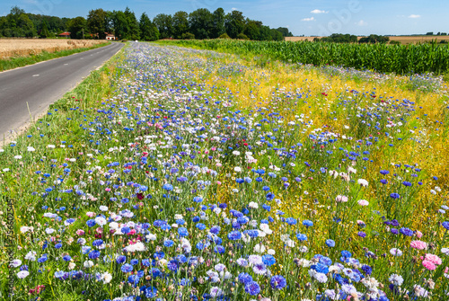 Jachère fleurie le long d'une route de campagne, pour le maintien de la biodiversité, implantée avec le concours de la fédération de chasse photo