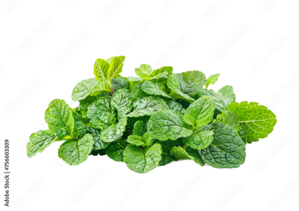 Pile of Fresh Mint Leaves On a Transparent Background PNG Pile of Fresh Mint Leaves On a Transparent Background PNG
