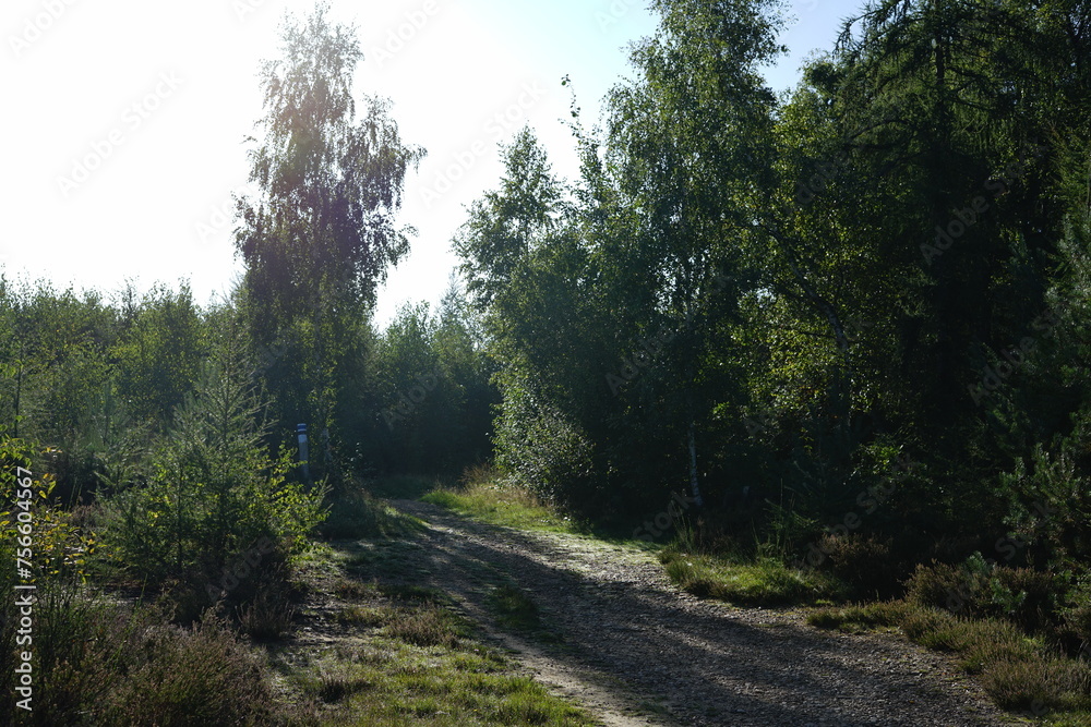 path in the forest