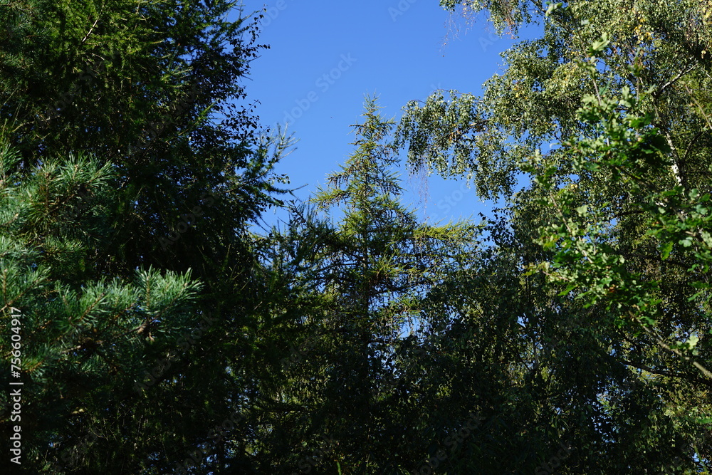 Obraz premium trees and sky
