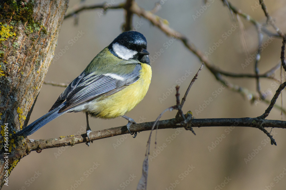 great tit on the tree great tit on the tree
