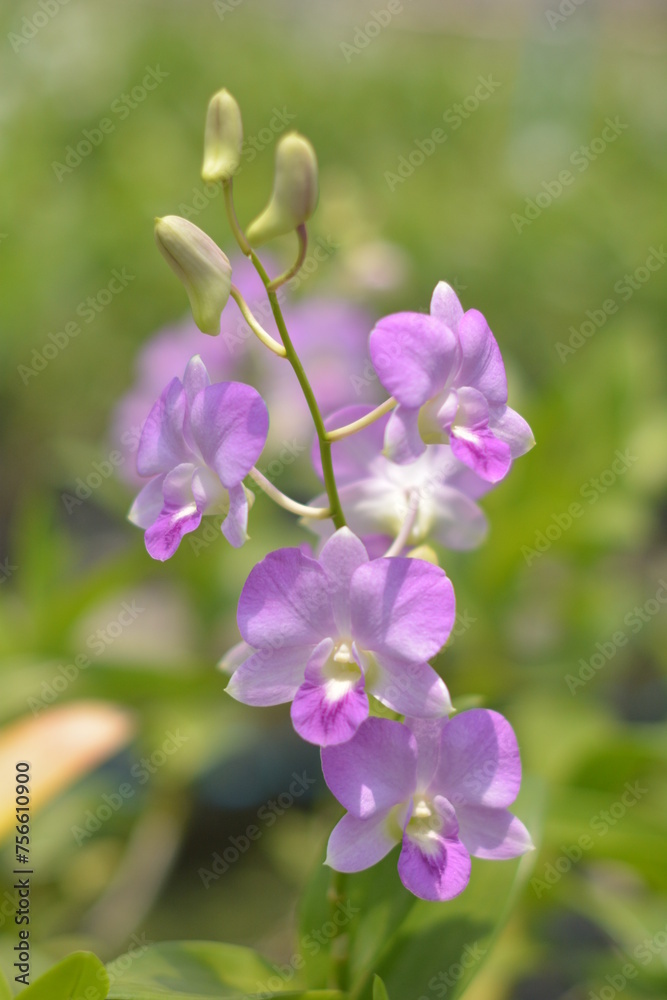A beautiful purple orchid flower blooms in a garden filled with colorful flora